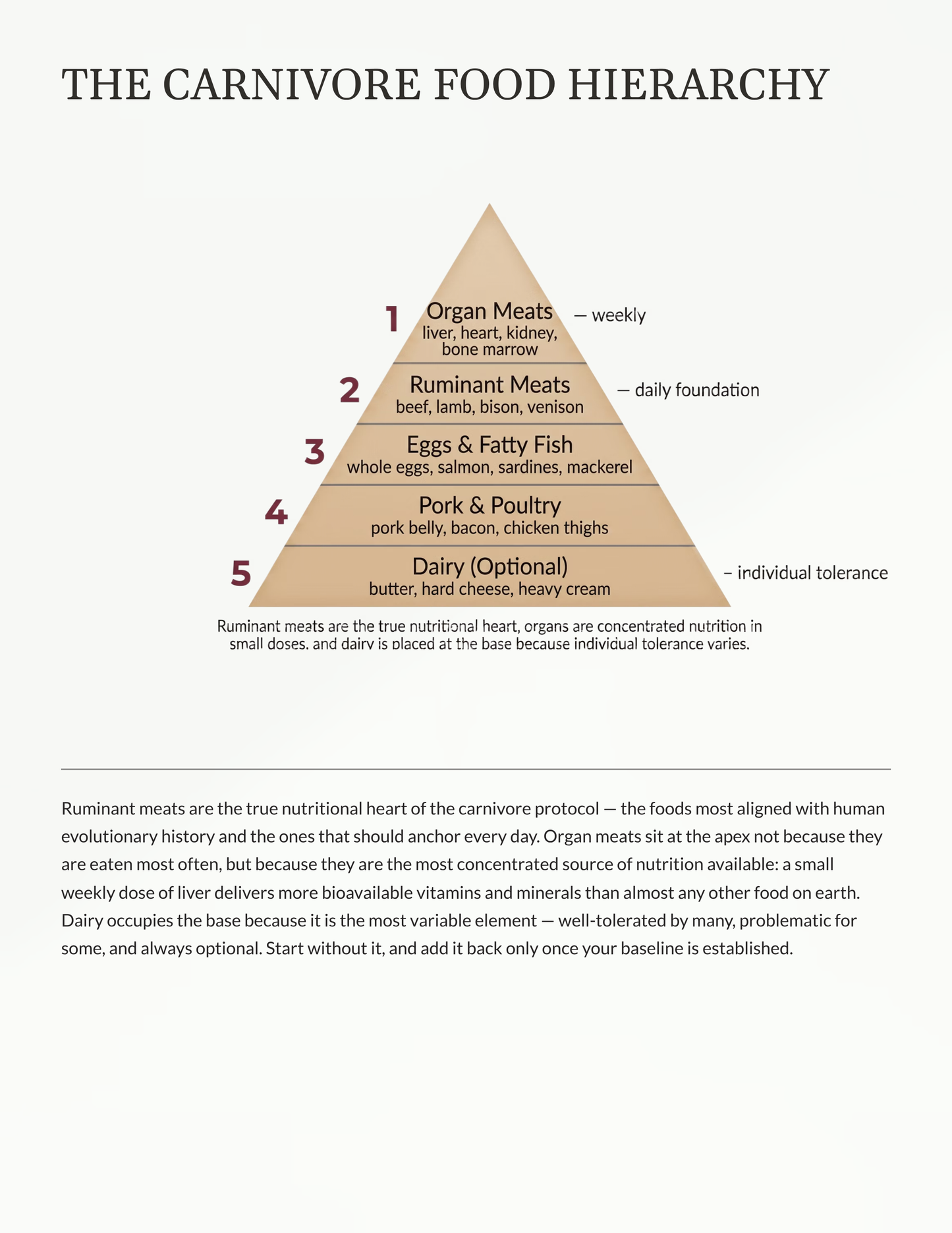 Carnivore food hierarchy pyramid with text on a white background